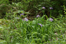 Northern Blue Iris