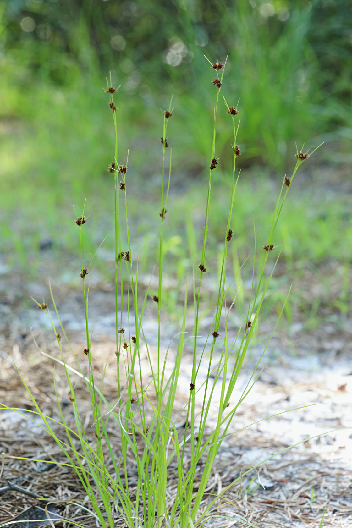 Knieskern's Beaked Rush