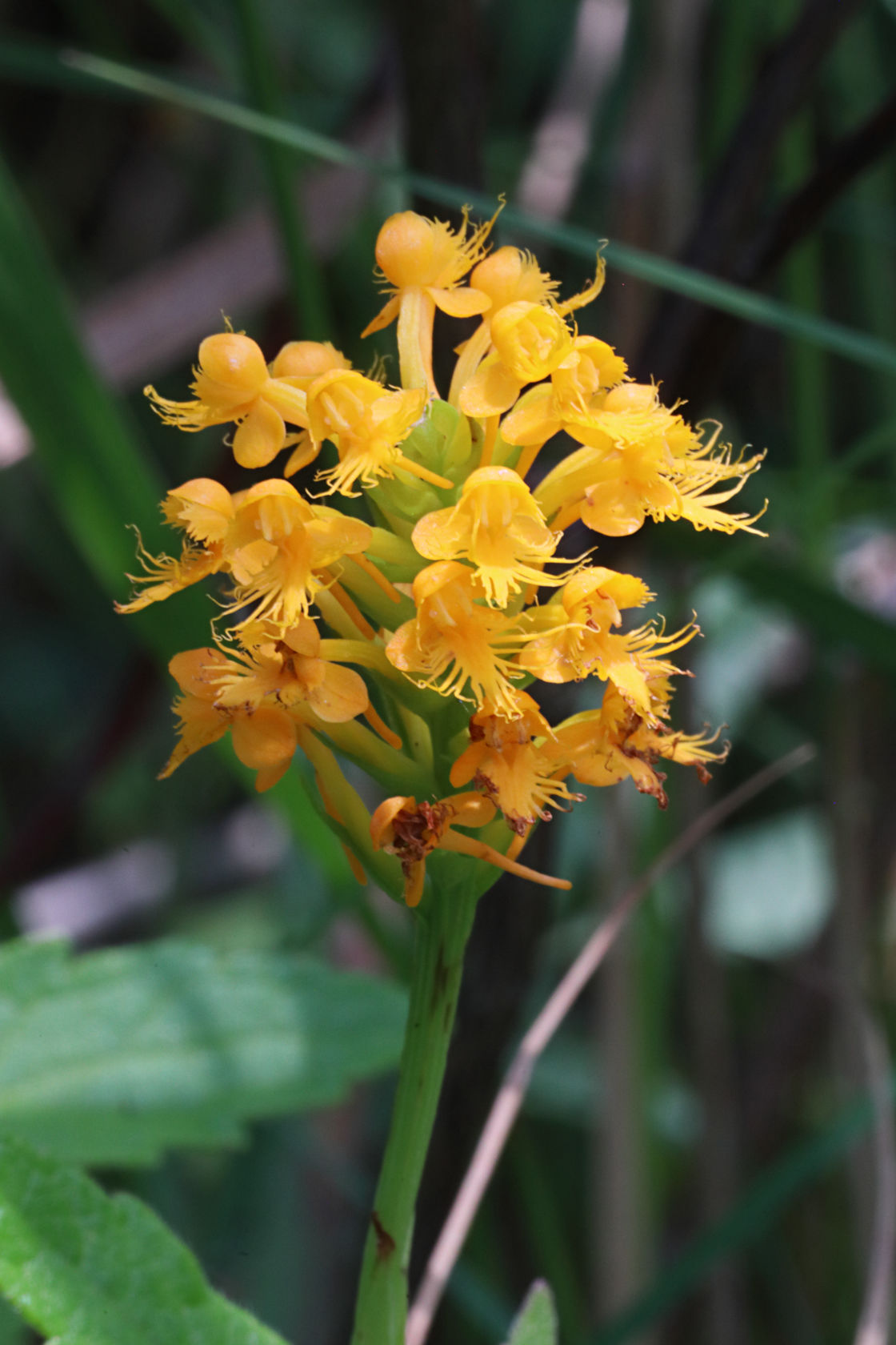 Orange Crested Orchid