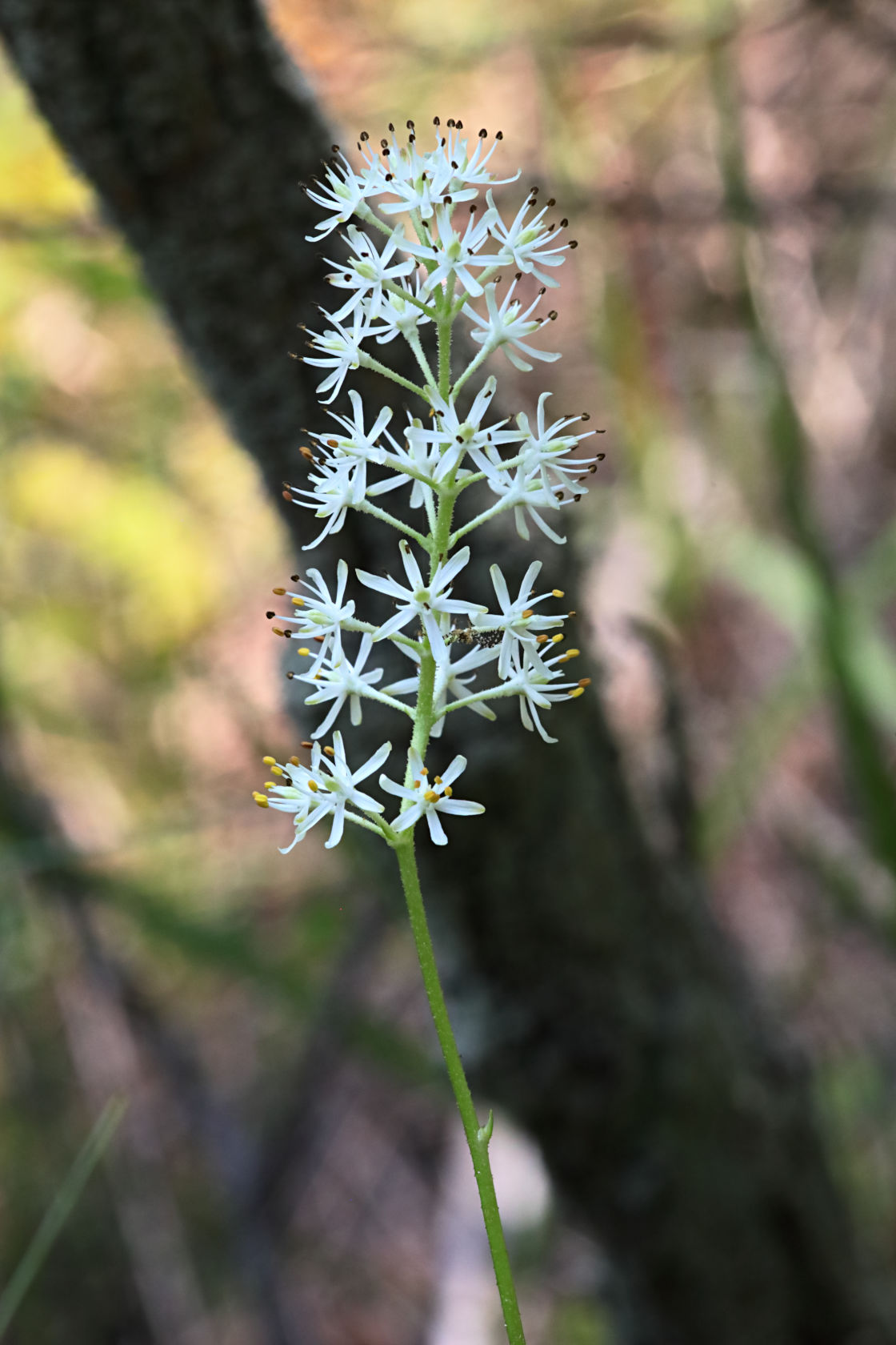 Coastal False Asphodel