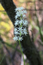 Coastal False Asphodel