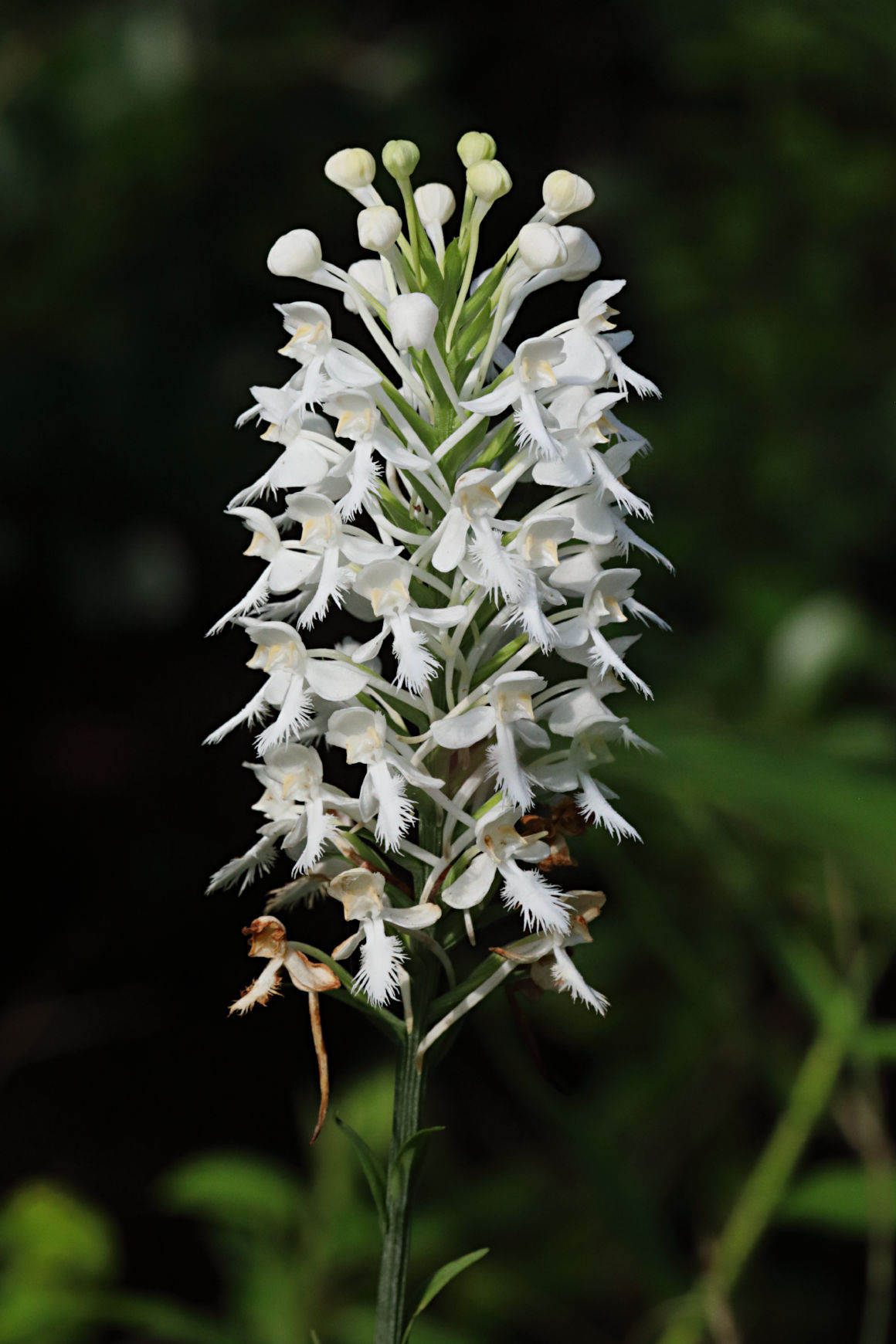 Northern White Fringed Orchid