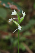 Little Club-Spur Orchid