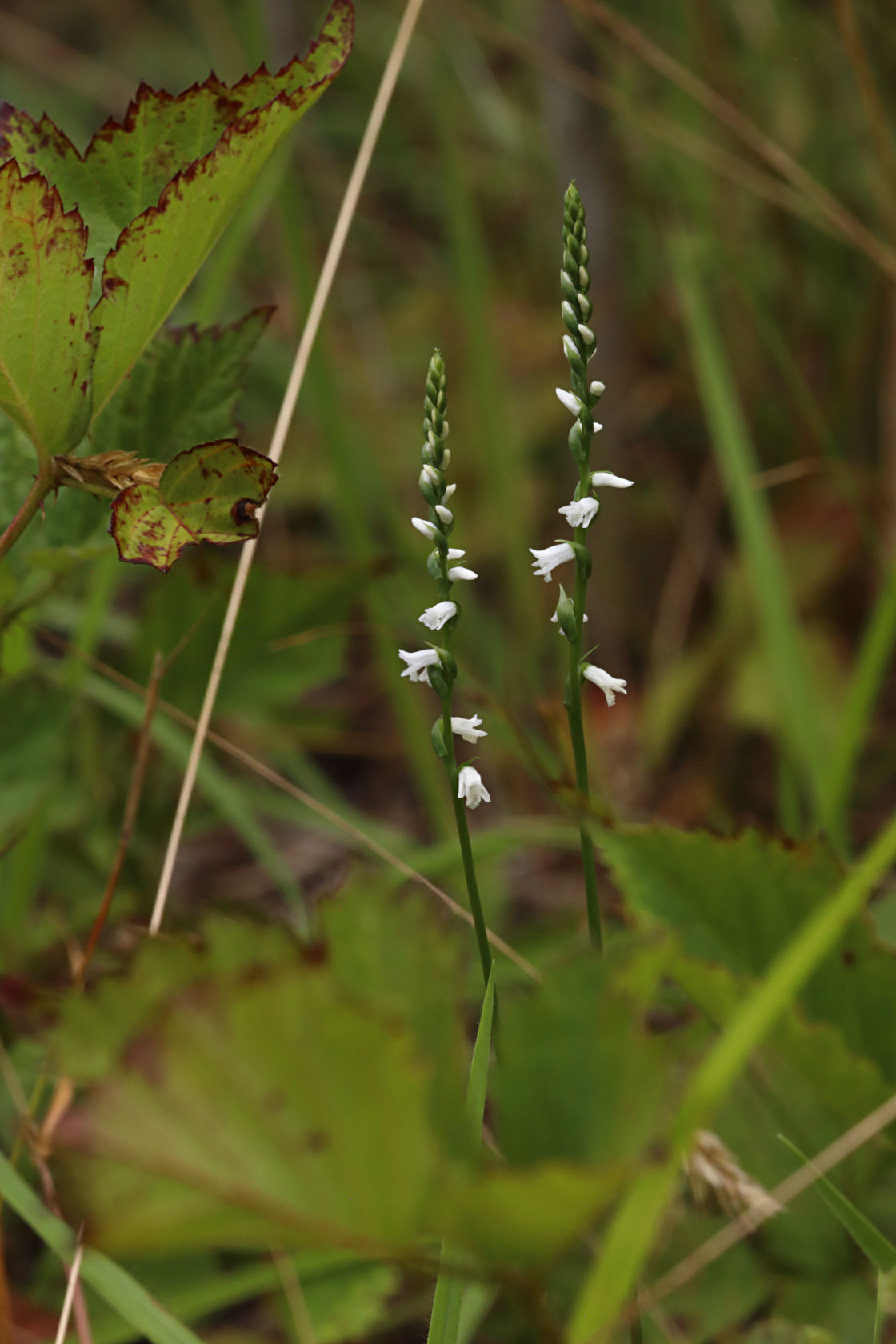 Little Ladies' Tresses