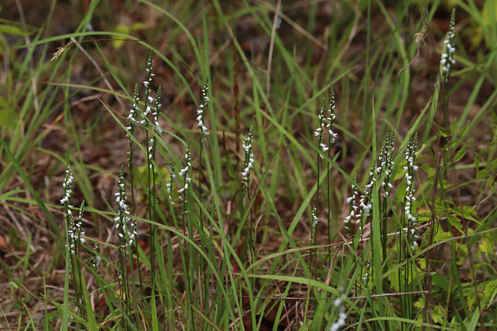 Little Ladies' Tresses