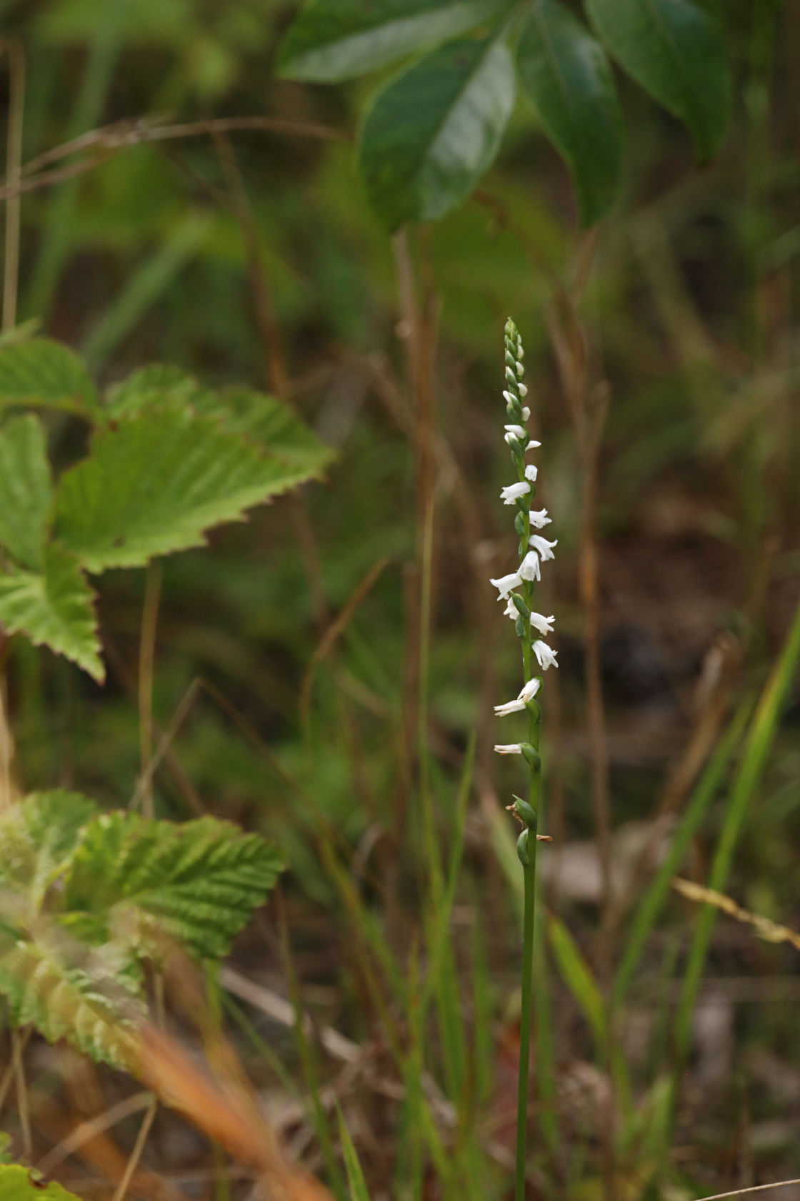 Little Ladies' Tresses