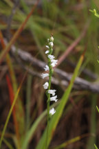 Little Ladies' Tresses