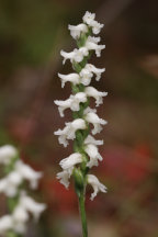 Yellow Ladies' Tresses