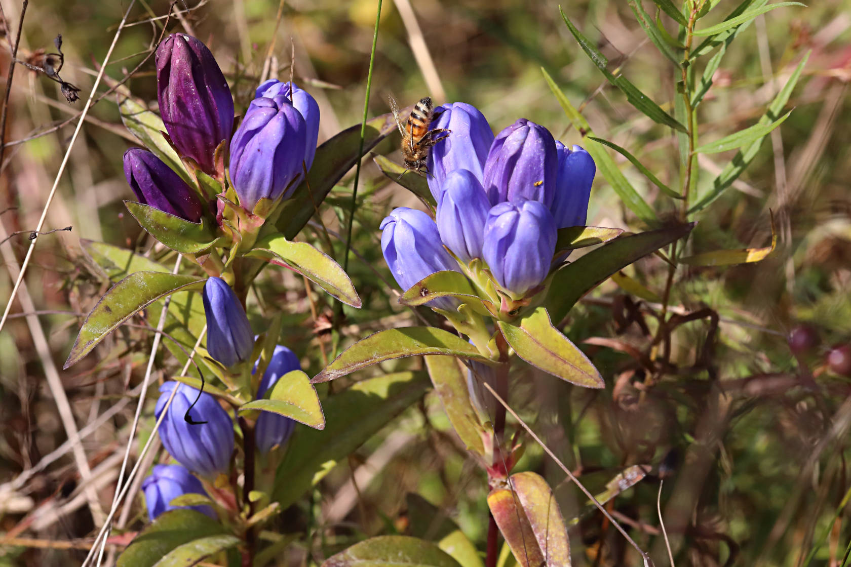 Soapwort Gentian