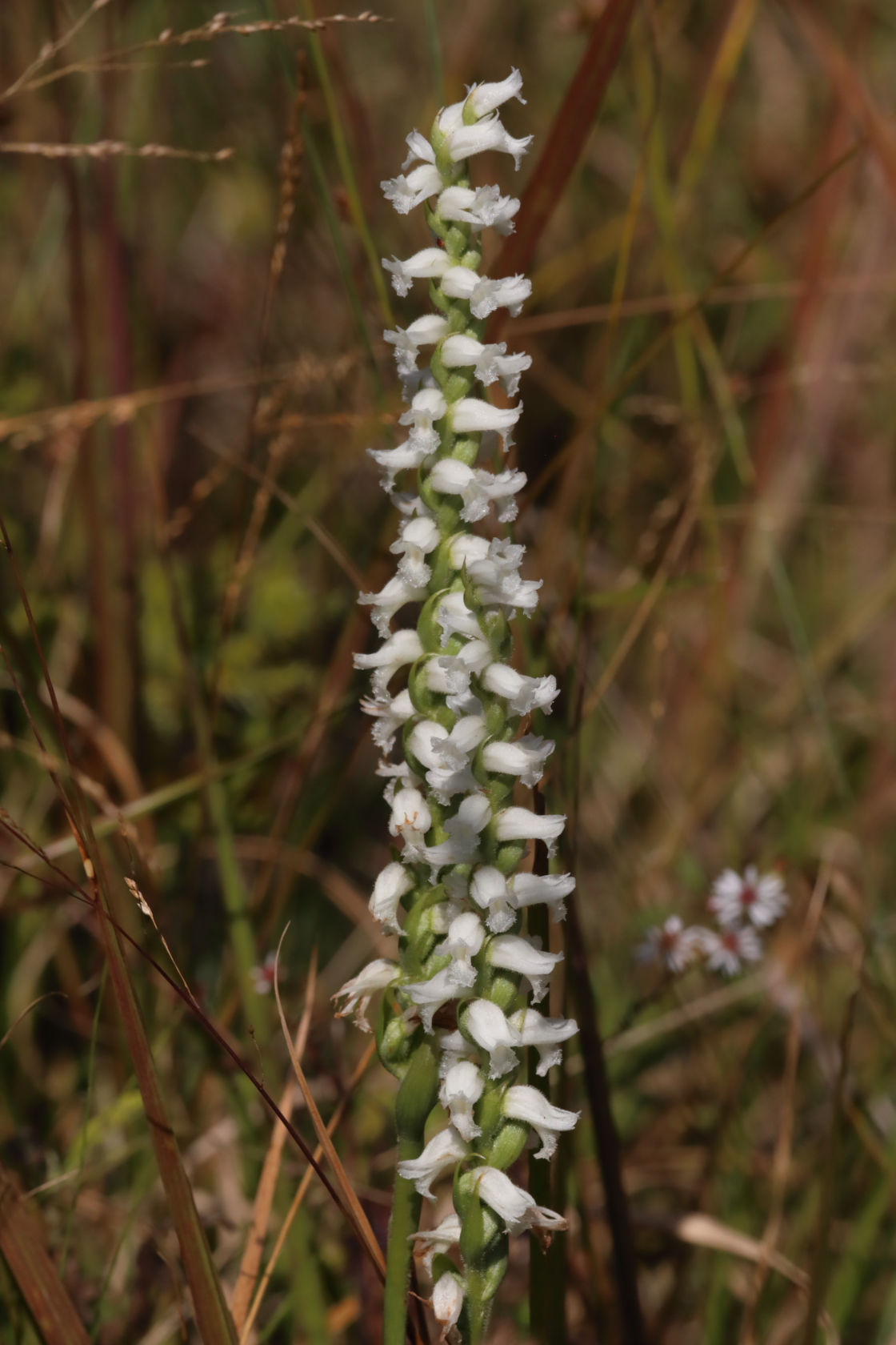 Yellow Ladies' Tresses