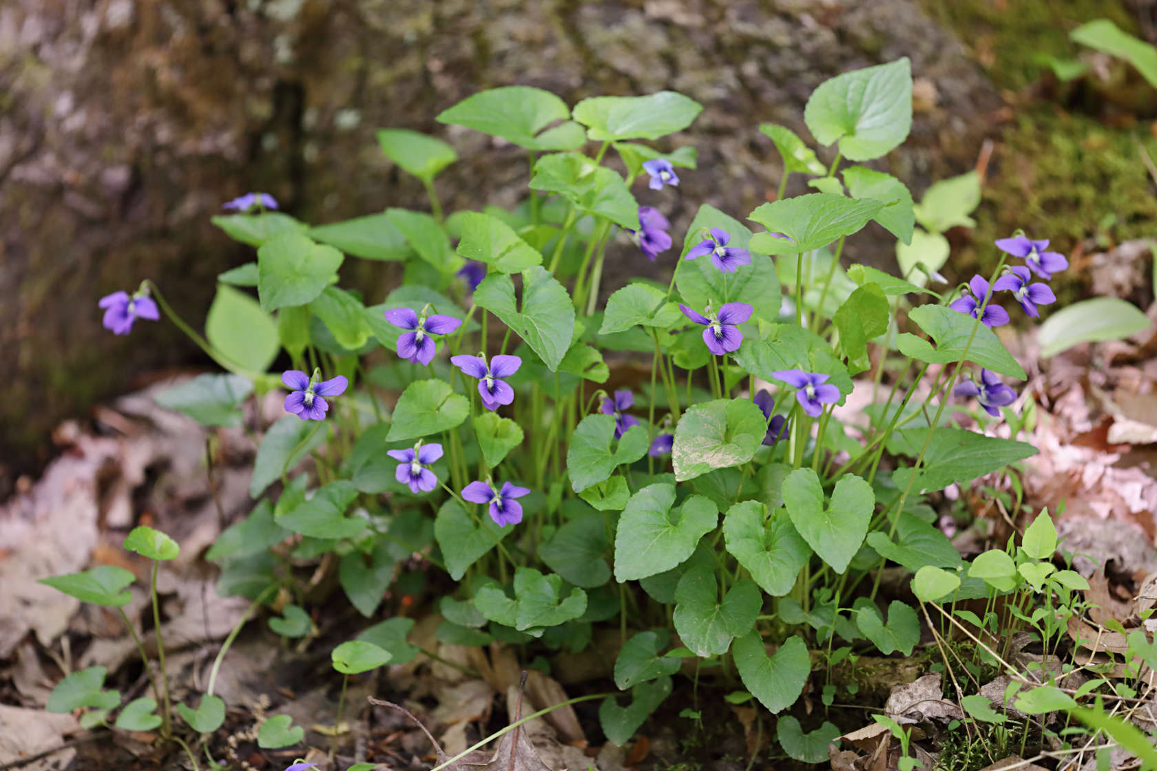 Marsh Blue Violet