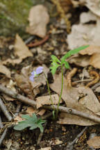 Wood Violet