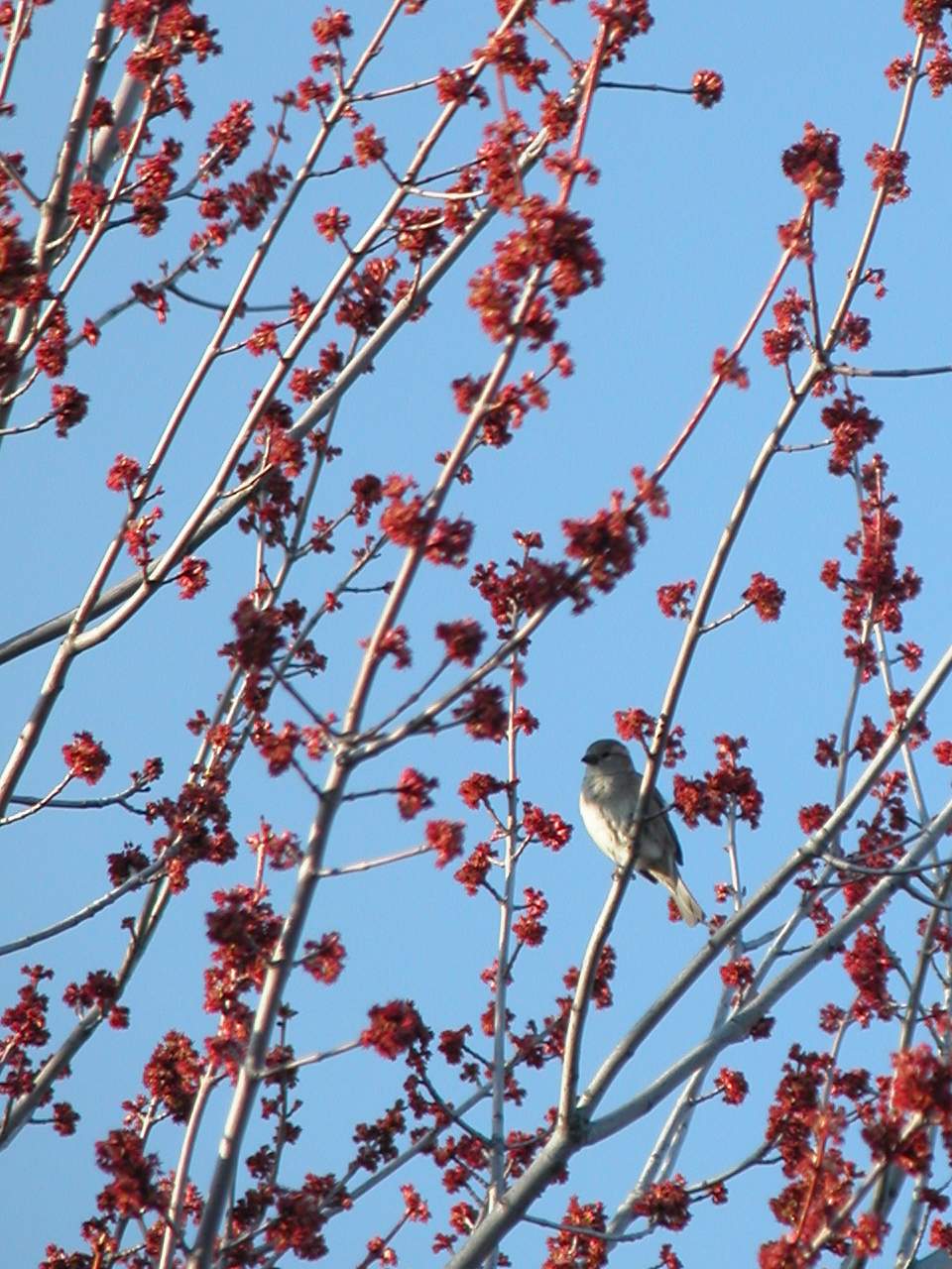 Messenger of Spring