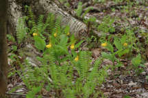 Large Yellow Lady's Slipper