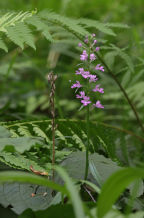 Large Purple Fringed Orchid