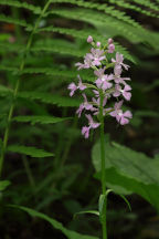 Large Purple Fringed Orchid