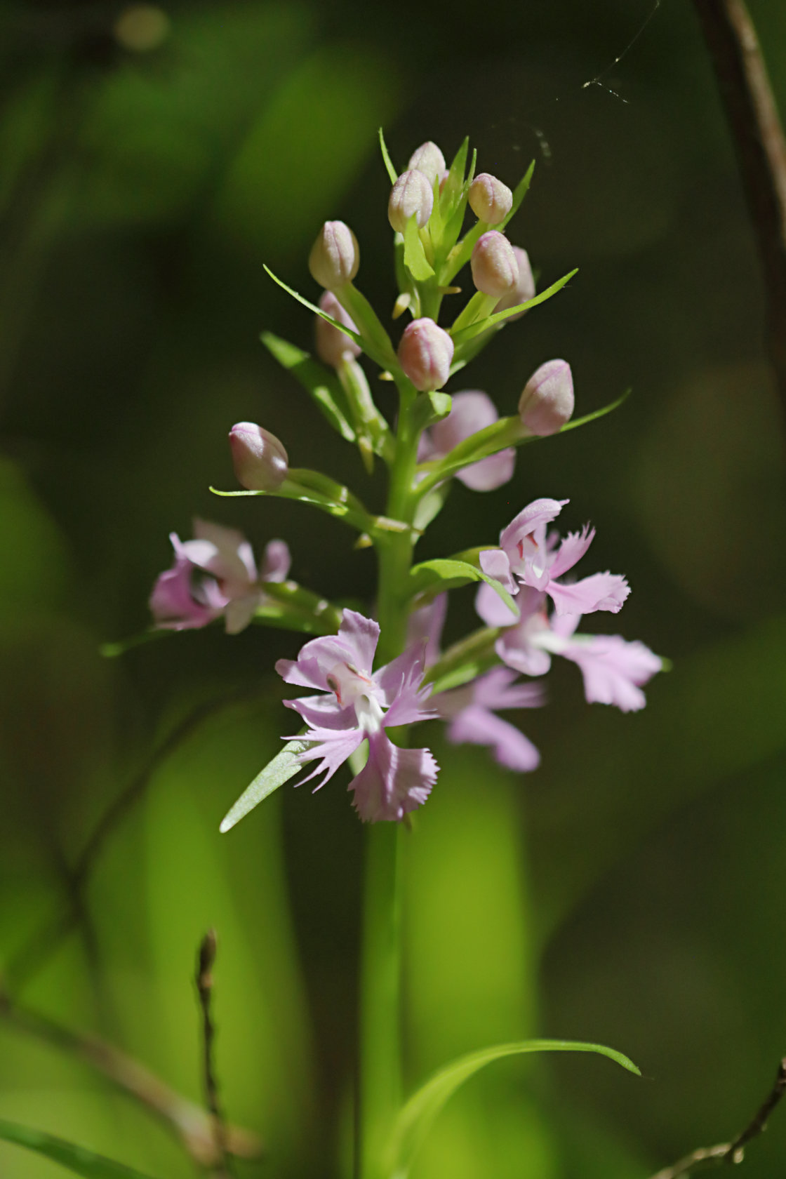 Large Purple Fringed Orchid