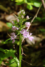 Large Purple Fringed Orchid