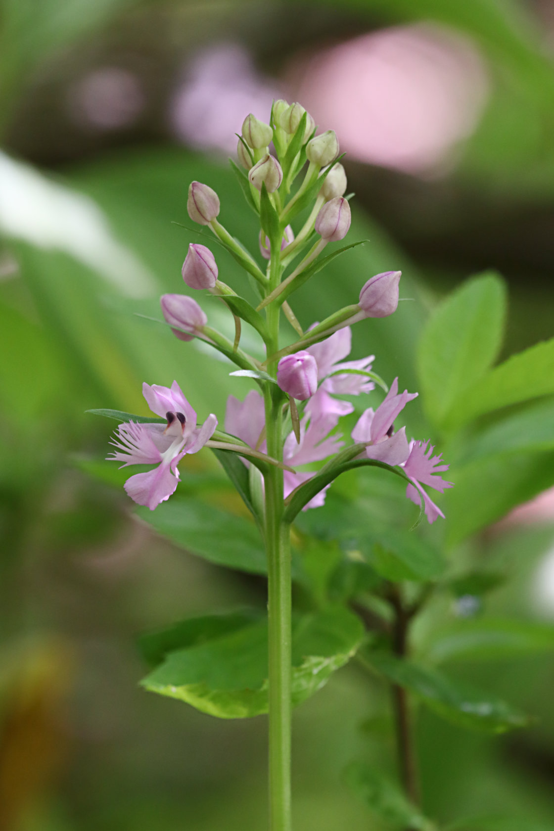 Large Purple Fringed Orchid