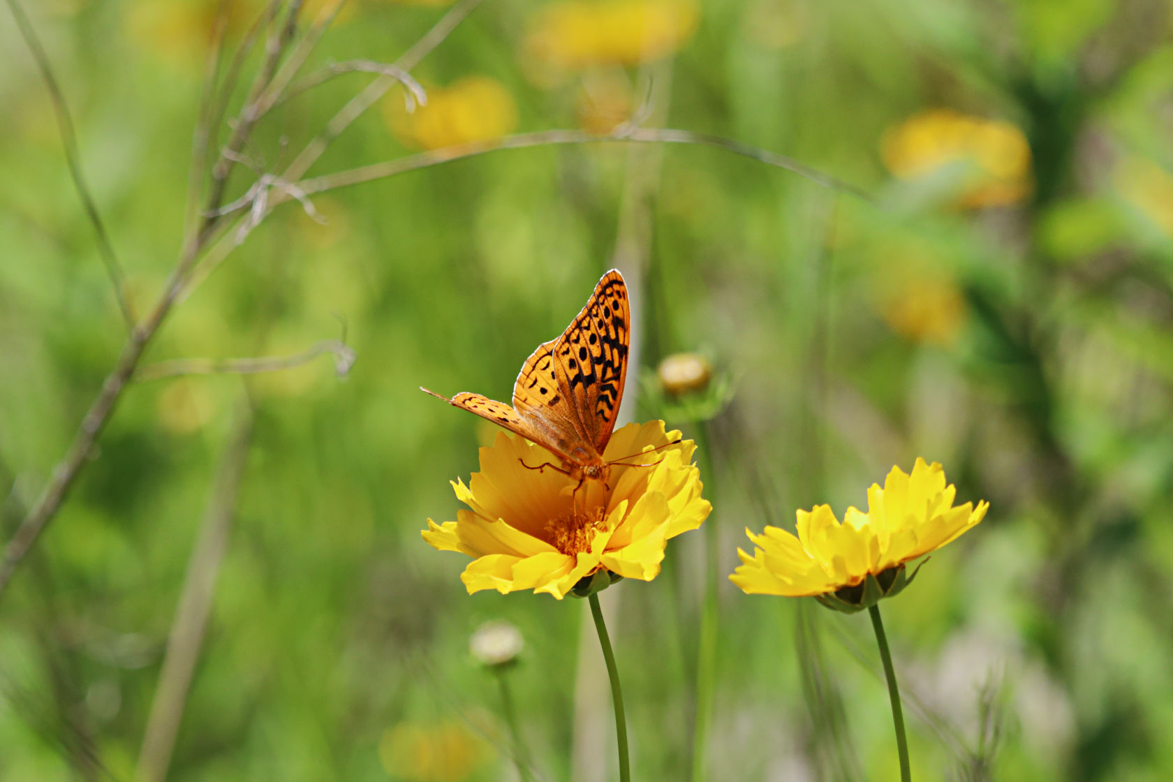 Aphrodite Fritillary on Long-Stalked Tickseed