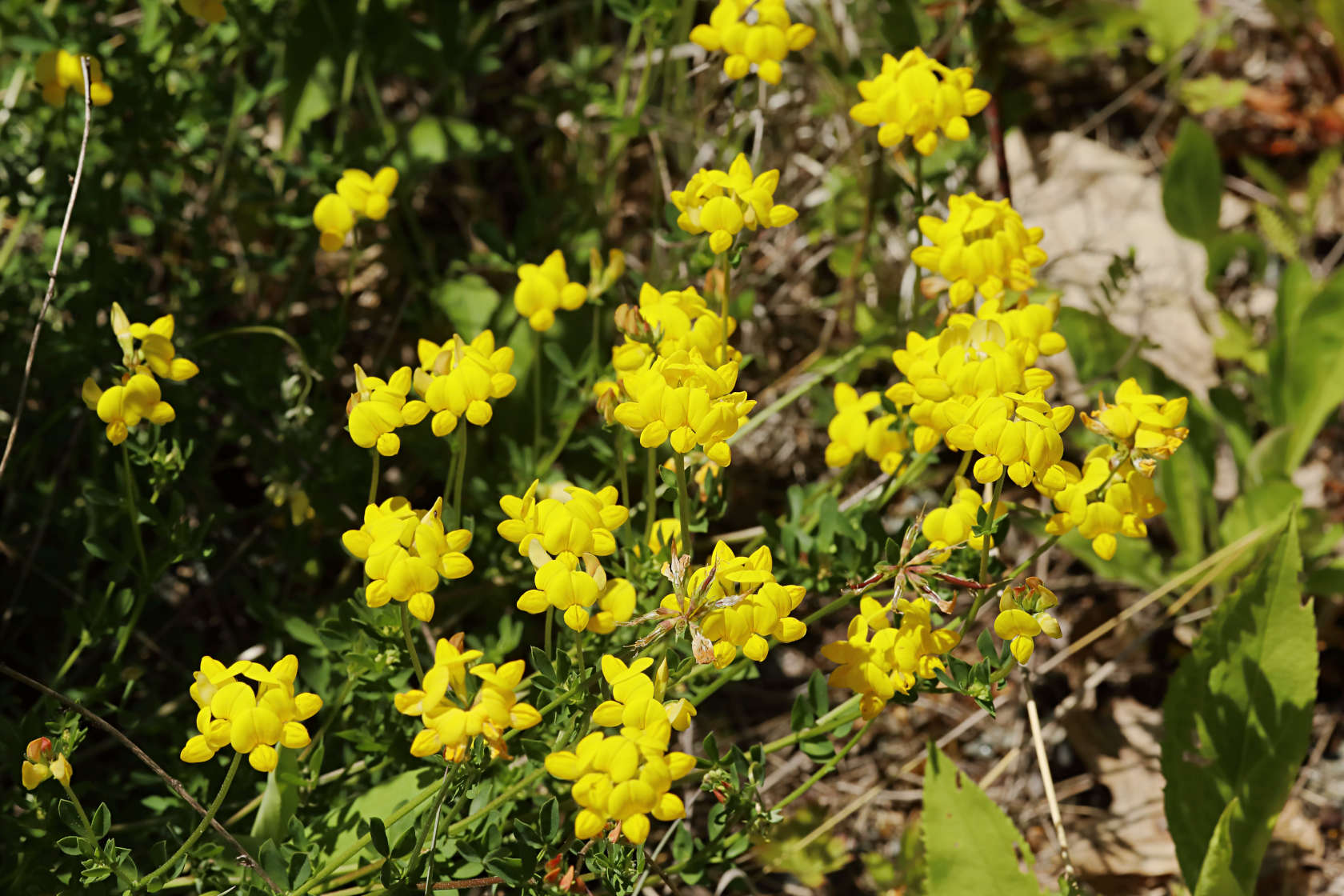 Bird's Foot Trefoil