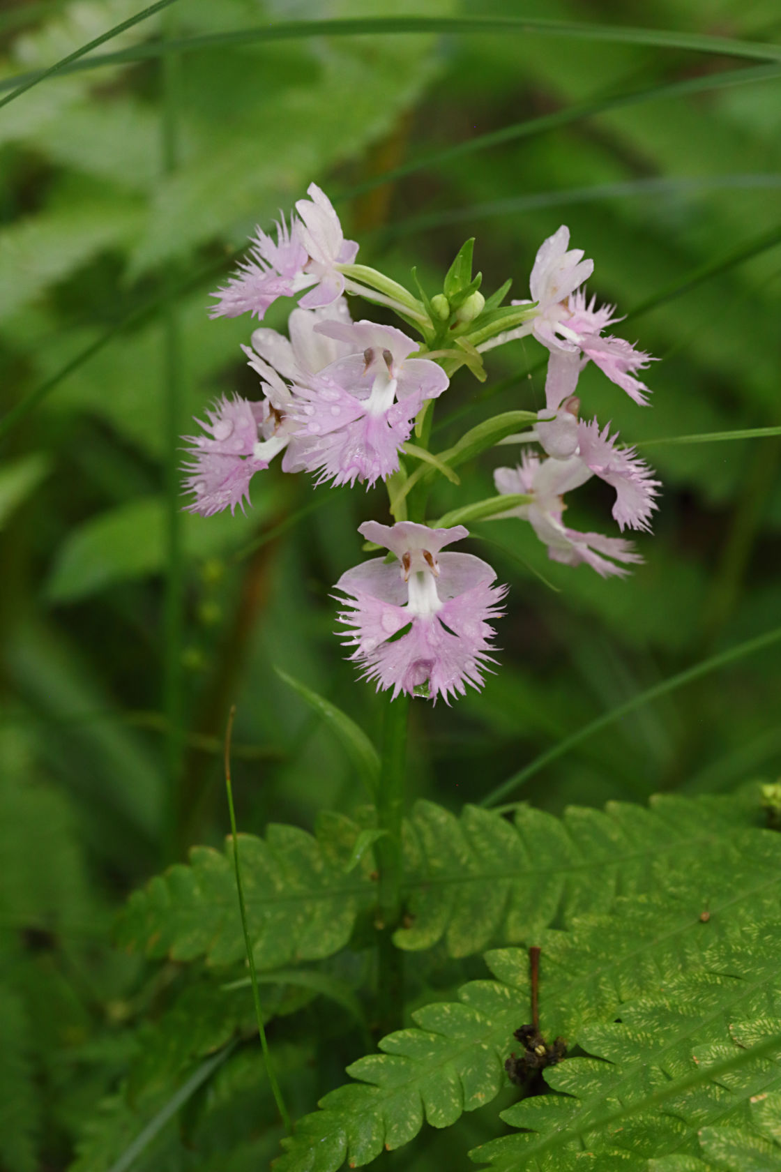 Large Purple Fringed Orchid