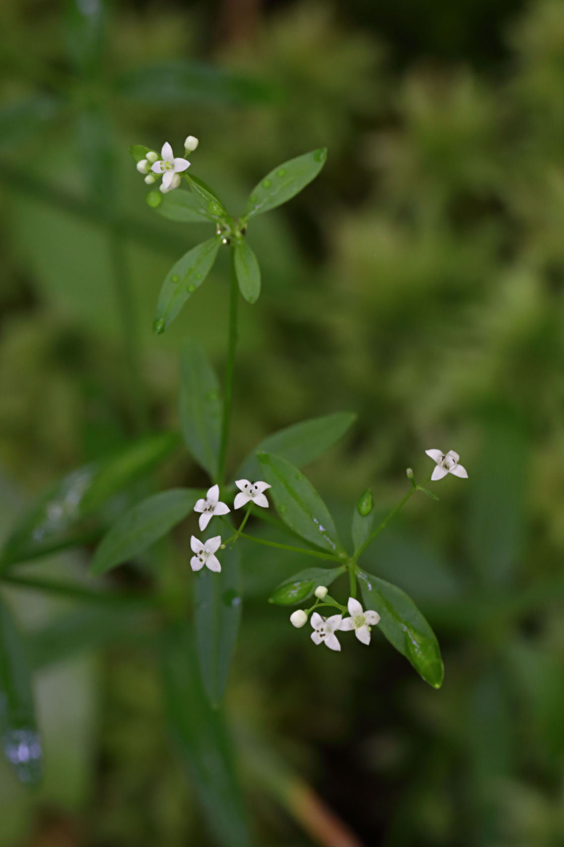 Marsh Bedstraw