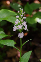 Large Purple Fringed Orchid