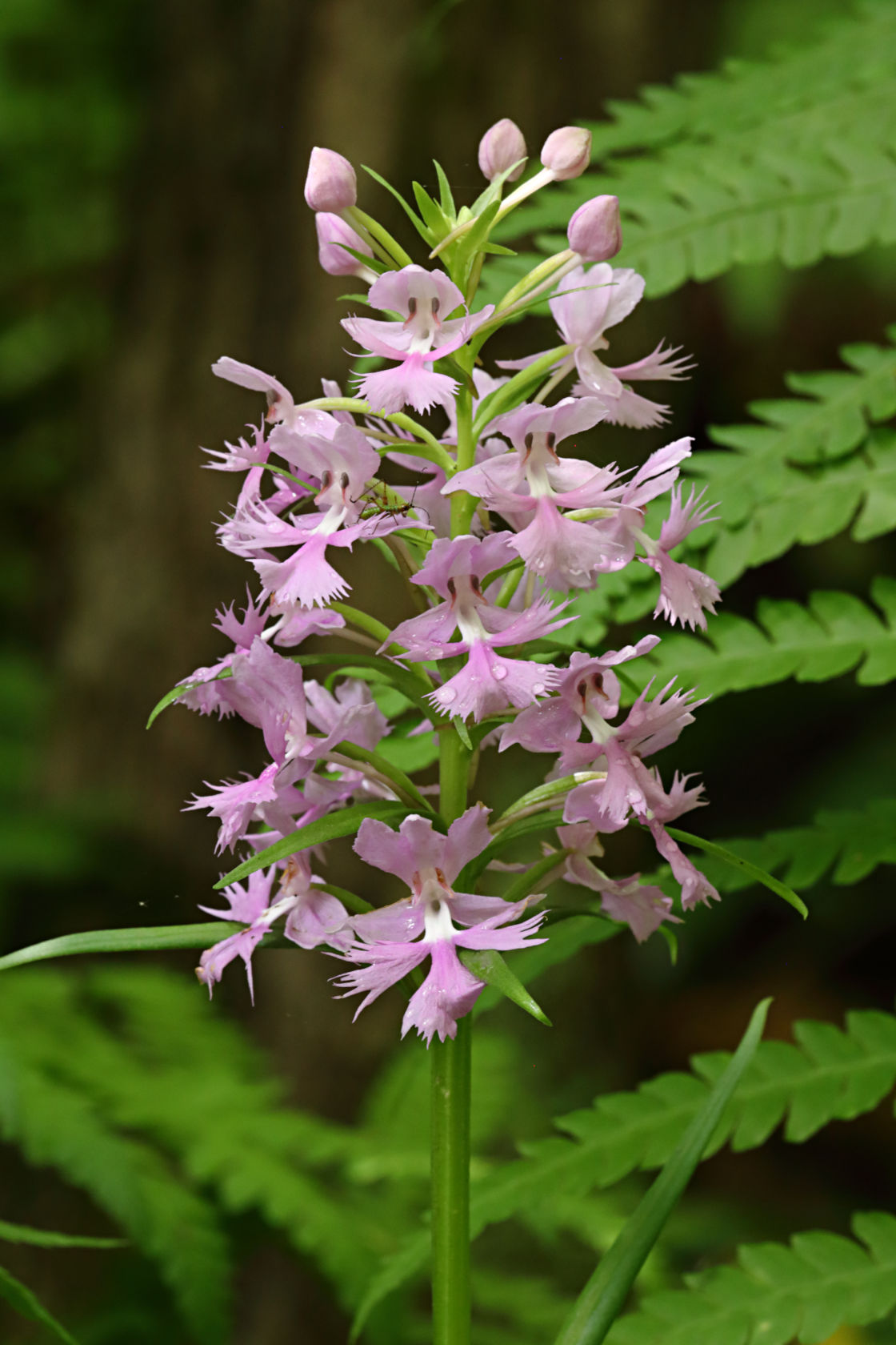 Large Purple Fringed Orchid