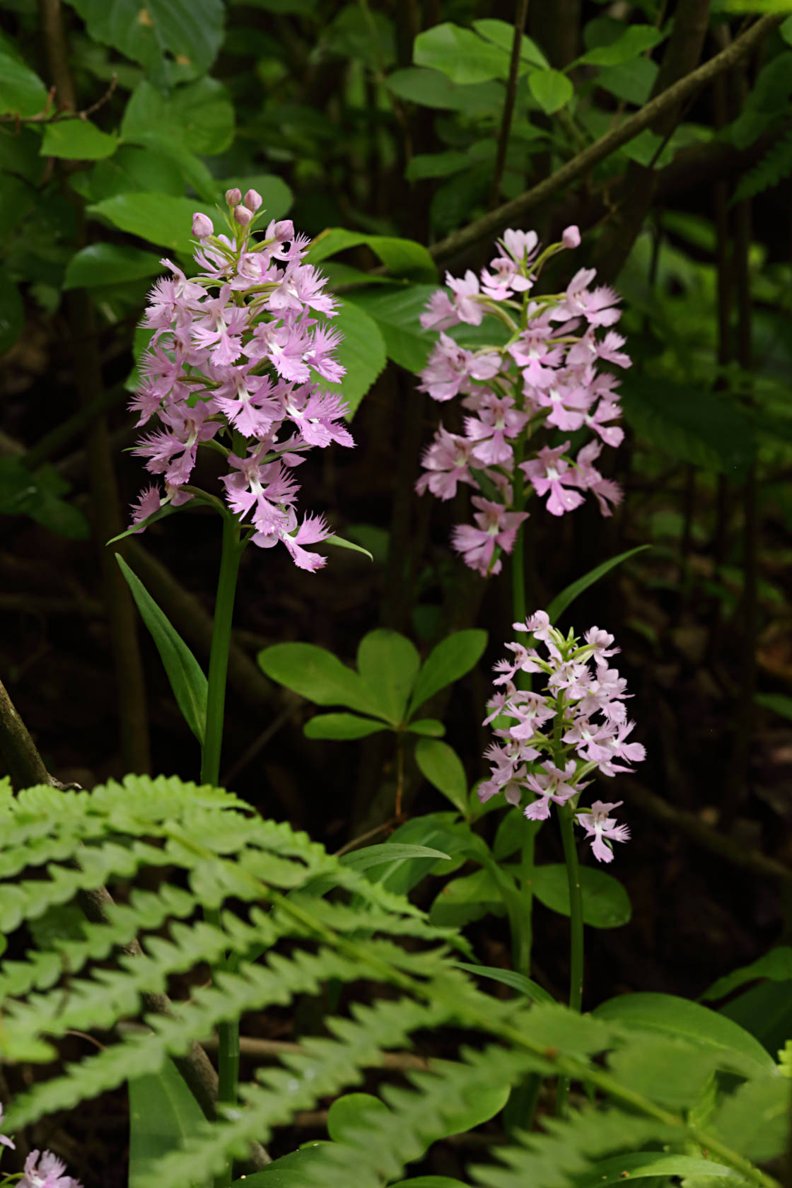 Large Purple Fringed Orchid