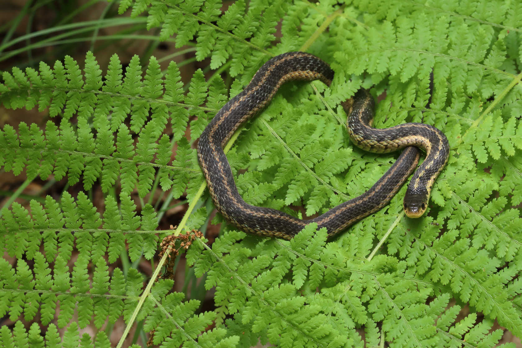 Eastern Garter Snake