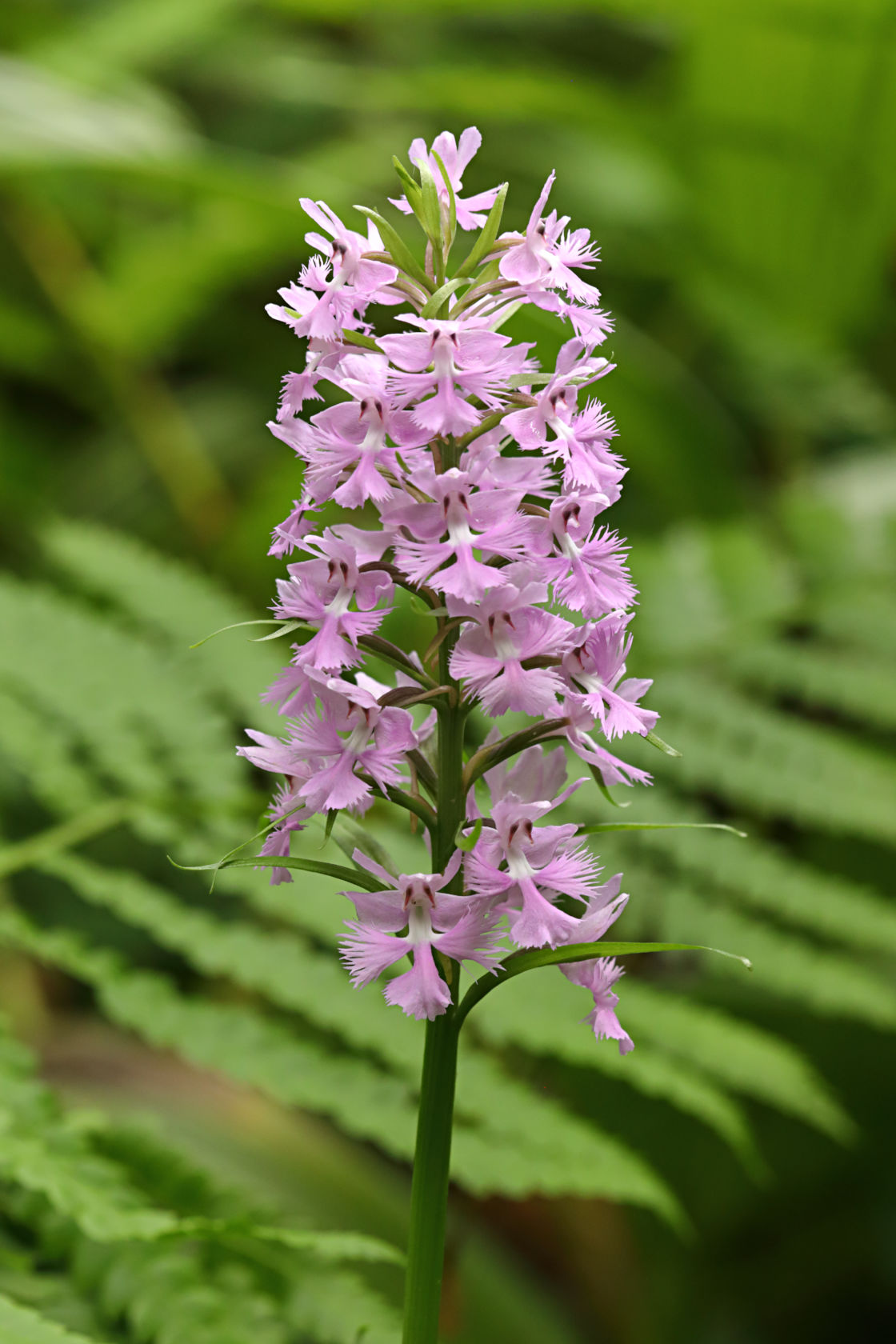 Large Purple Fringed Orchid