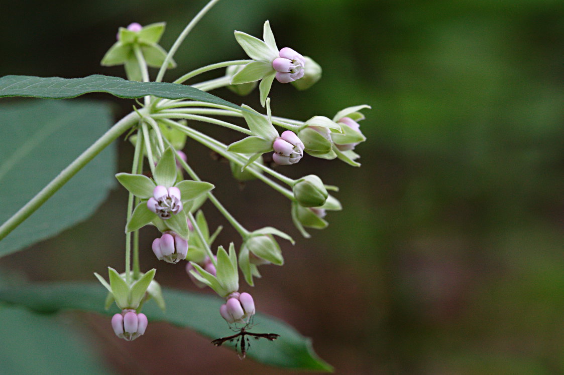 Tall Milkweed