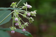 Tall Milkweed