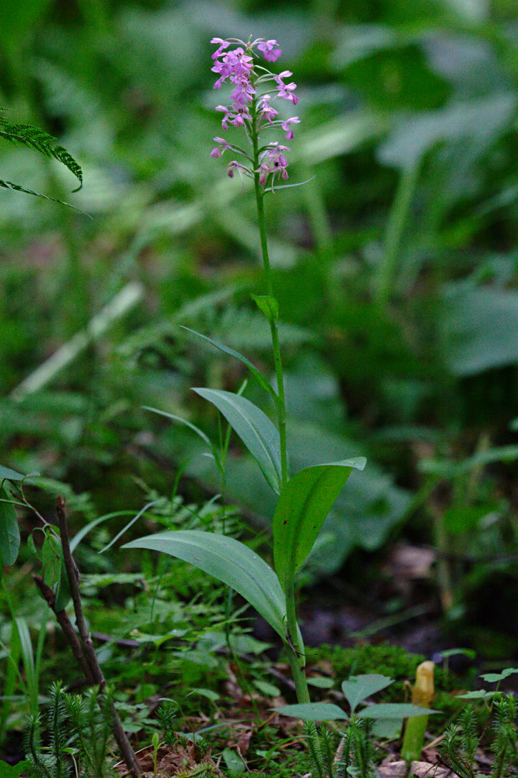 Large Purple Fringed Orchid