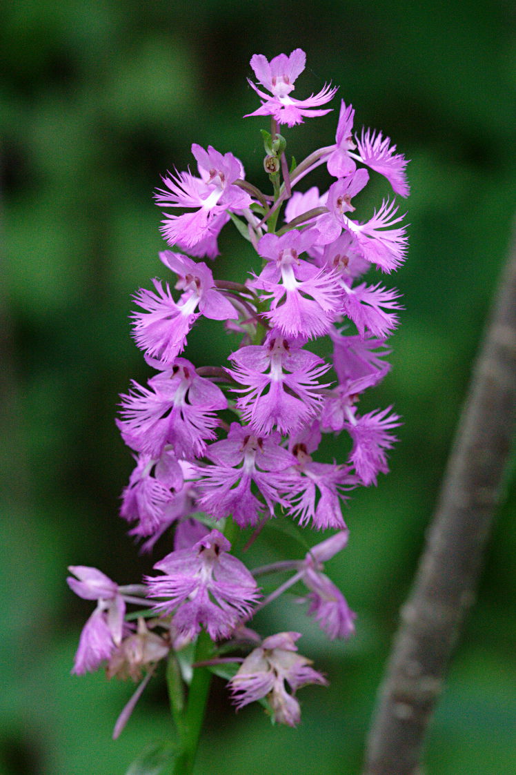 Large Purple Fringed Orchid