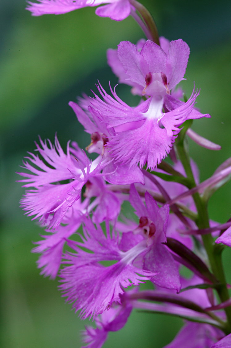 Large Purple Fringed Orchid