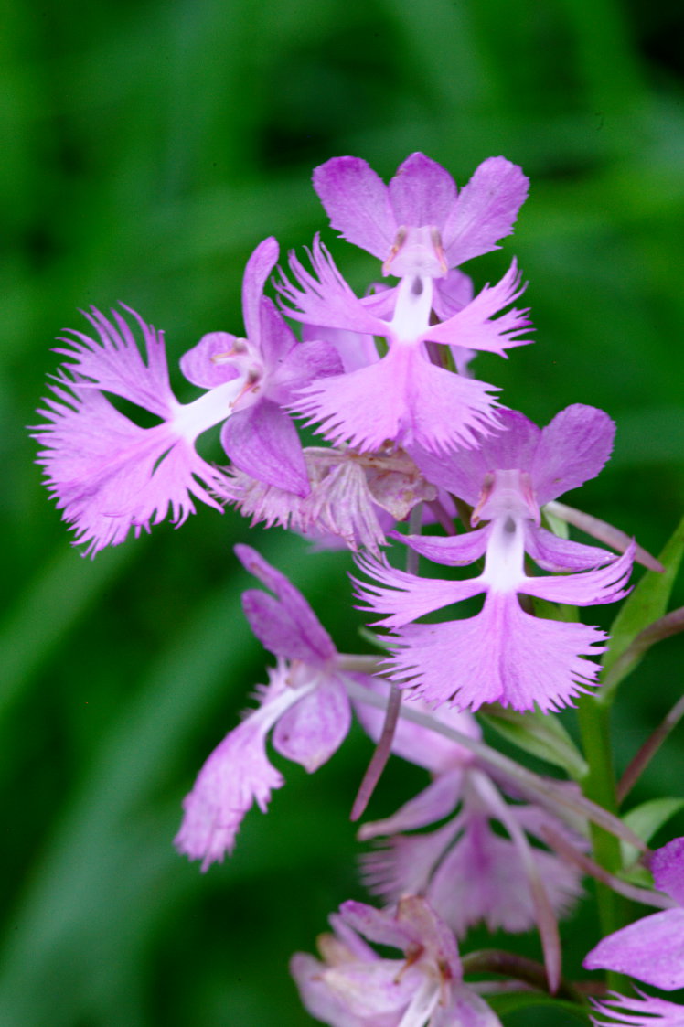 Large Purple Fringed Orchid