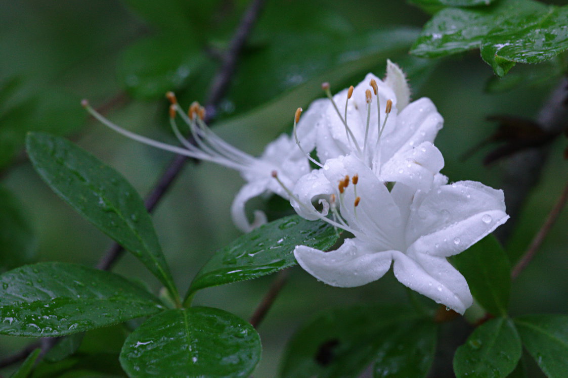 Swamp Azalea