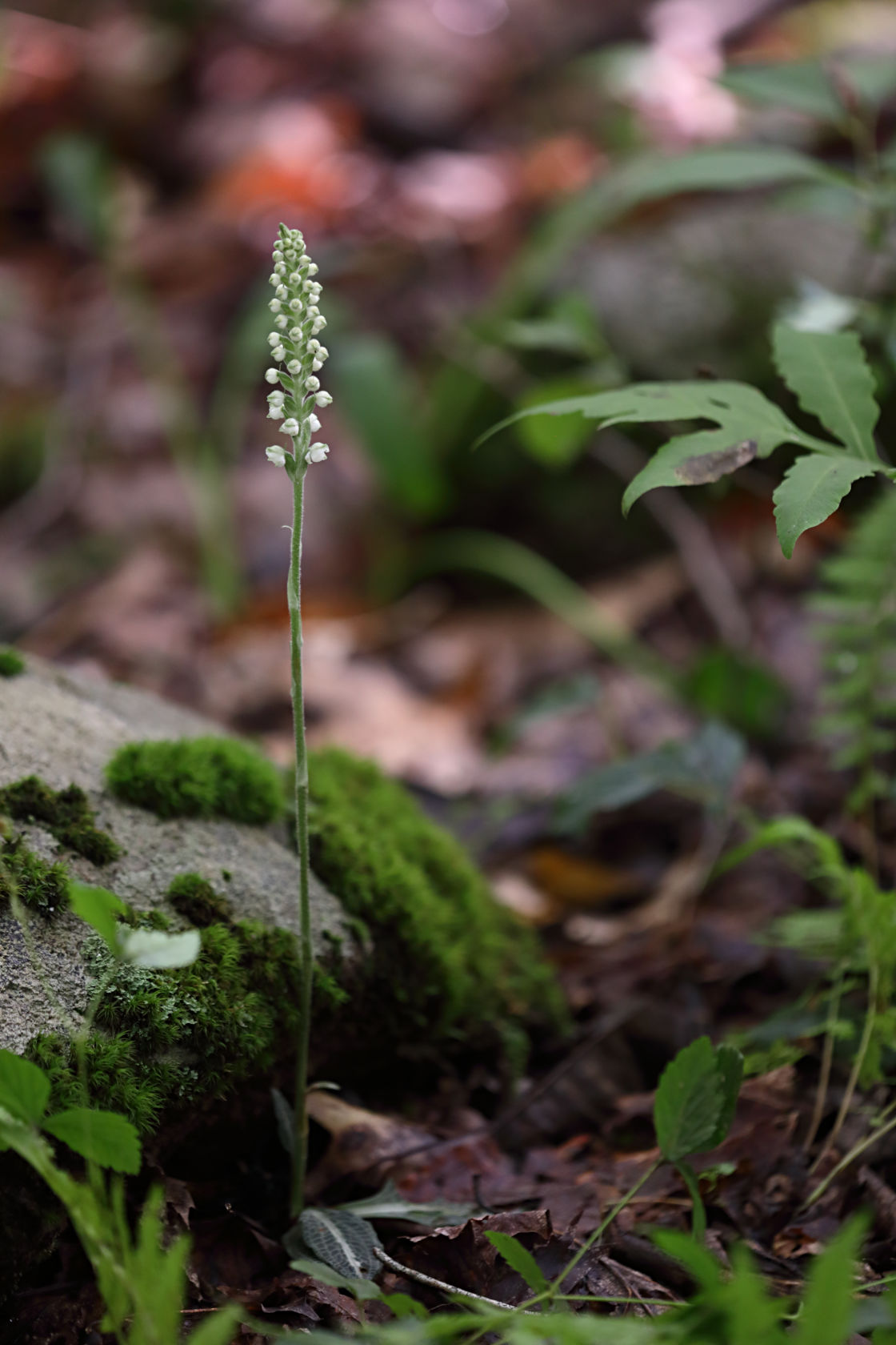 Downy Rattlesnake Plantain