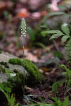 Downy Rattlesnake Plantain