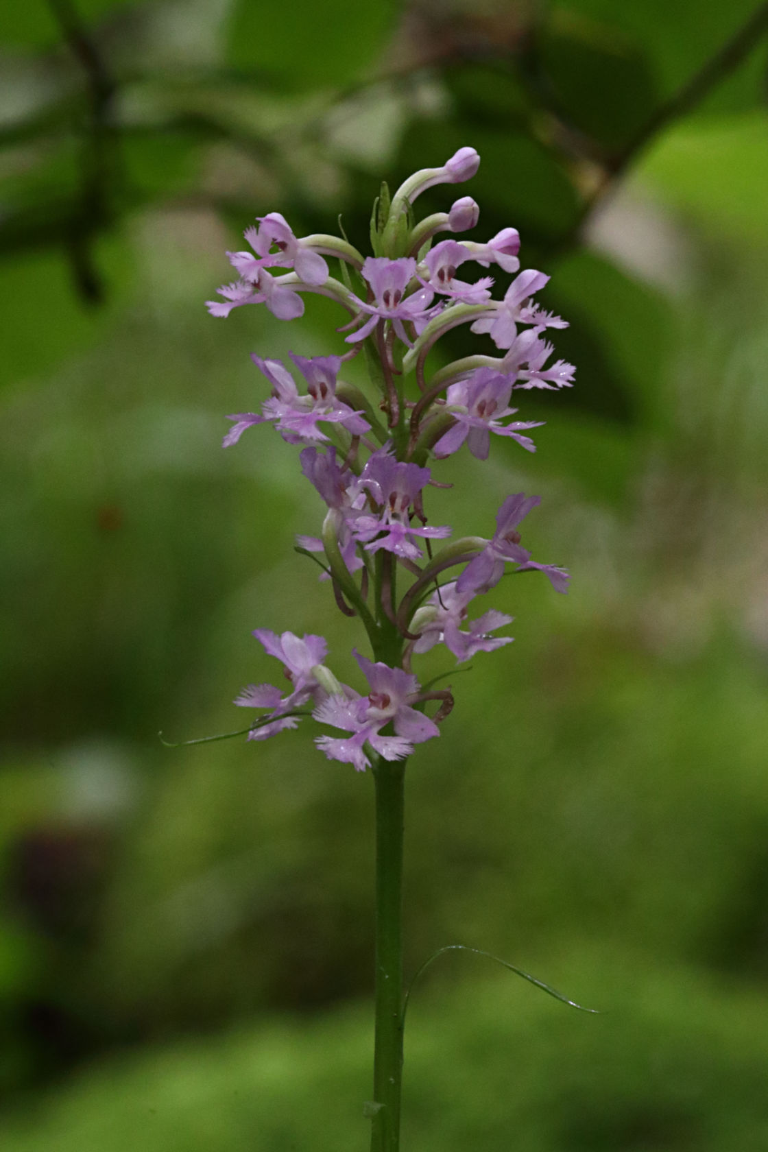 Small Purple Fringed Orchid