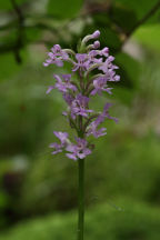 Small Purple Fringed Orchid