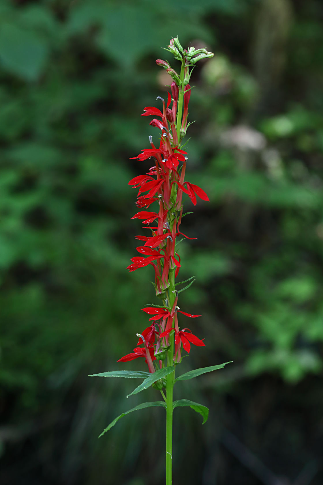 Cardinal Flower