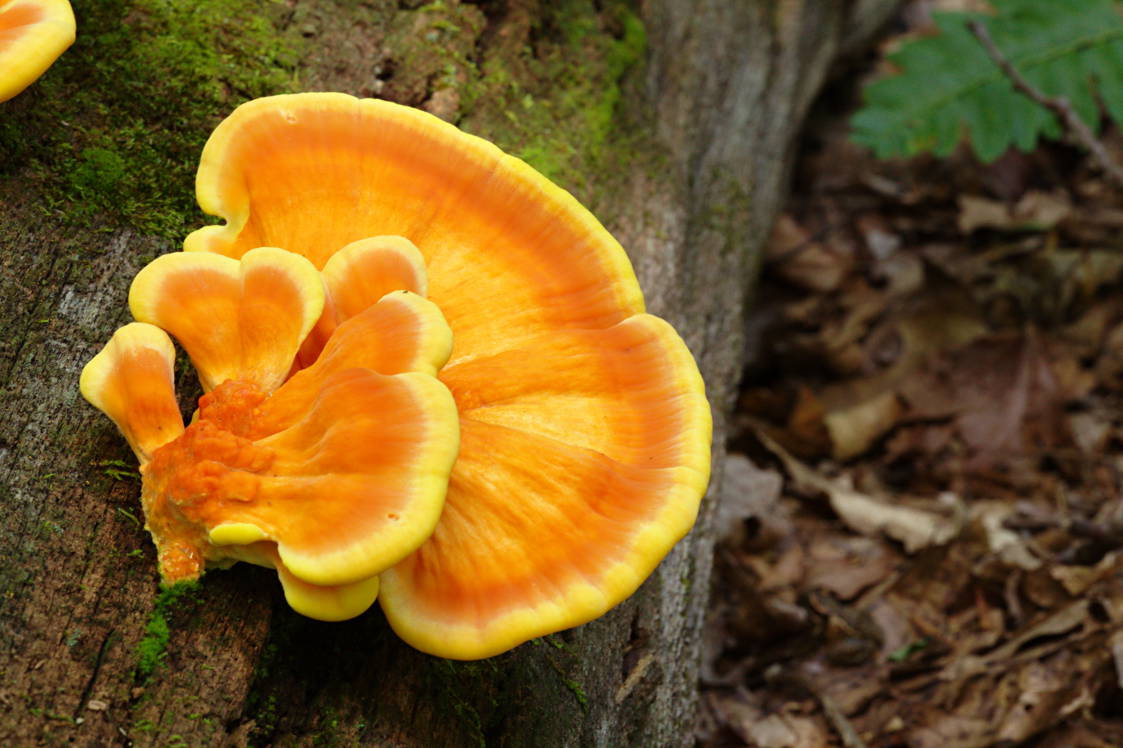 Chicken of the Woods