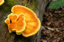 Chicken of the Woods