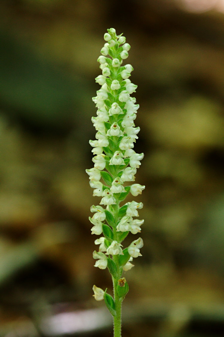 Downy Rattlesnake Plantain