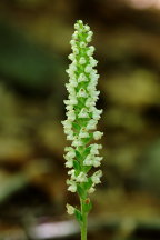 Downy Rattlesnake Plantain