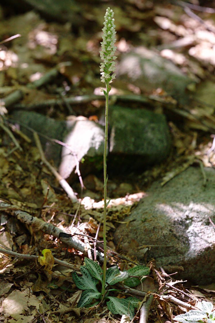 Downy Rattlesnake Plantain