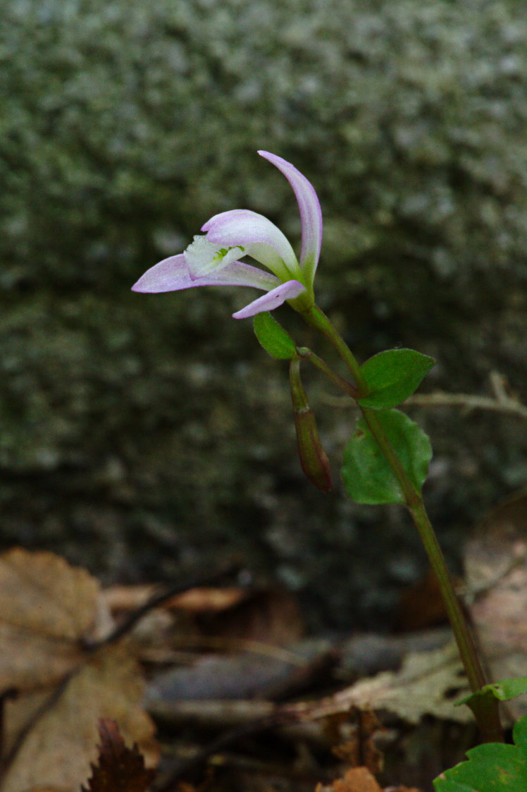 Three Birds Orchid